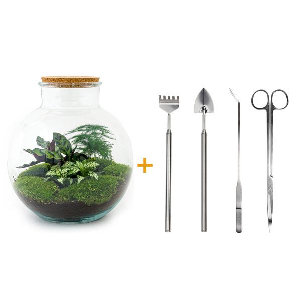 Flaschengarten H30cm Ø31cm Pflanzenterrarium Set Bolder Bob Deluxe mit Calathea Fittonia Spargel + Profi Werkzeugset Rechen Schaufel Pinzette Schere - DIY Terrarium