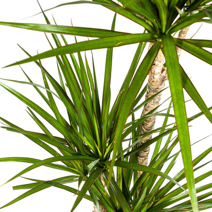 Dracaena Marginata Grün - Große Zimmerpflanze 120cm Ø21cm Topf Palme