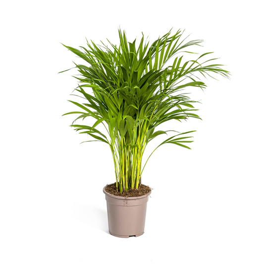 Dypsis Areca Lutescens - Goldpalme Zimmerpflanze 90cm Ø19cm Topf Palme Grün