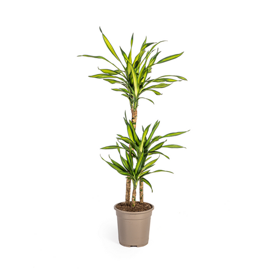 Dracaena Deremensis Rikki - Pflegeleichte Zimmerpflanze 100cm Ø21cm Topf Grüne Palme