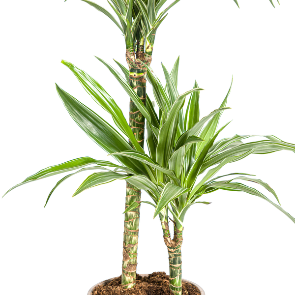 Dracaena Deremensis White Stripe - Pflegeleichte Zimmerpflanze 80cm Ø19cm Topf Hellgrün