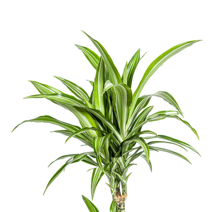 Dracaena Deremensis White Stripe - Elegante Zimmerpflanze 100cm Ø21cm Topf Grün mit Weißen Streifen