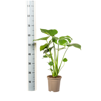 Monstera Deliciosa Tauerii - Fensterblatt Zimmerpflanze 60cm Ø17cm Topf Grüne Pflanze mit Großen Blättern