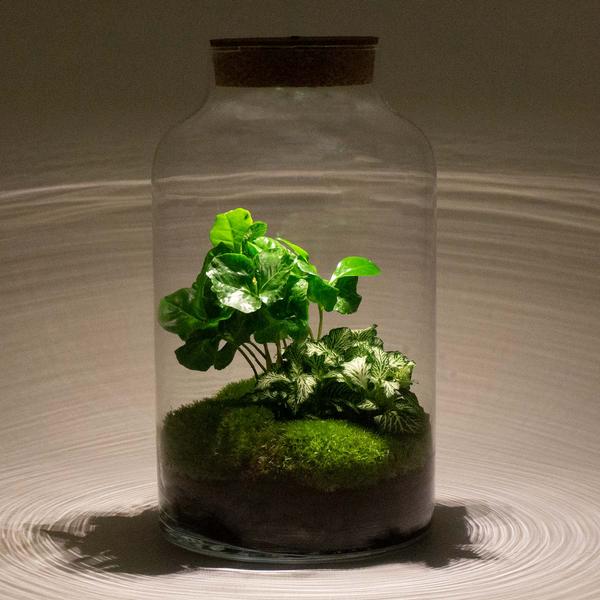 Flaschengarten H31cm Ø17cm LED Pflanzenterrarium Set Milky Coffea mit Kaffeepflanze Fittonia + Profi Werkzeugset Rechen Schaufel Pinzette Schere - DIY Terrarium