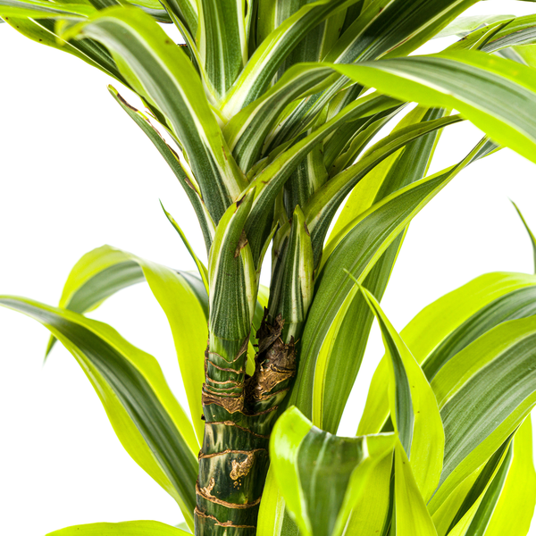 Dracaena Deremensis Lemon Lime - Pflegeleichte Zimmerpflanze 80cm Ø19cm Hellgrüne Blätter