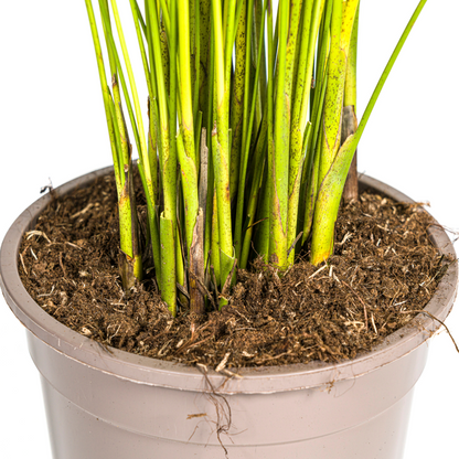 Dypsis Areca Lutescens - Goldpalme Zimmerpflanze 90cm Ø19cm Topf Palme Grün