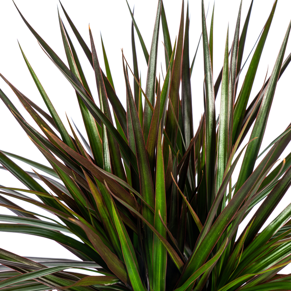 Dracaena Marginata Magenta - Exotische Zimmerpflanze 140cm Ø24cm Topf Palme Dunkelgrün