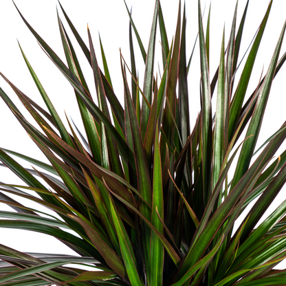 Dracaena Marginata Magenta - Exotische Zimmerpflanze 140cm Ø24cm Topf Palme Dunkelgrün