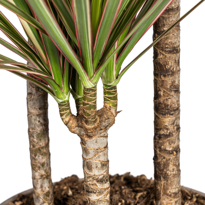 Dracaena Marginata Bicolor - Exotische Zweifarbige Zimmerpflanze 120cm Ø21cm Topf Palme