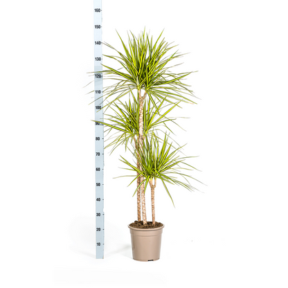 Dracaena Marginata Sunray - Große Zimmerpflanze 140cm Ø24cm Topf Grün