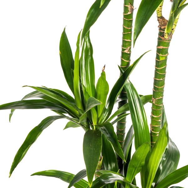 Dracaena Deremensis Lisa - Große Grüne Zimmerpflanze 140cm Ø24cm Topf