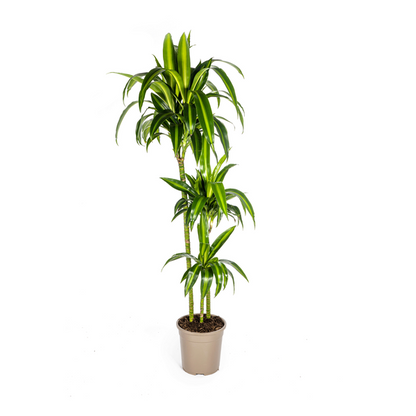 Dracaena Deremensis Hawaiian Sunshine - Tropische Grüne Zimmerpflanze 140cm Ø24cm Dunkelgrün Hellgrün