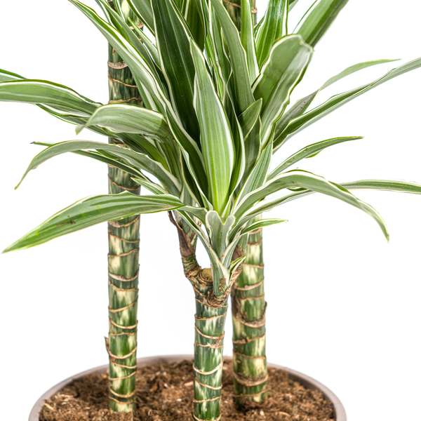 Dracaena Deremensis White Stripe - Große Grüne Zimmerpflanze 140cm Ø24cm Topf