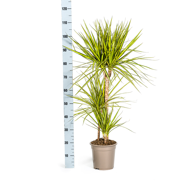 Dracaena Marginata Sunray - Exotische Zimmerpflanze 100-110cm Ø21cm Topf Grüne Palme