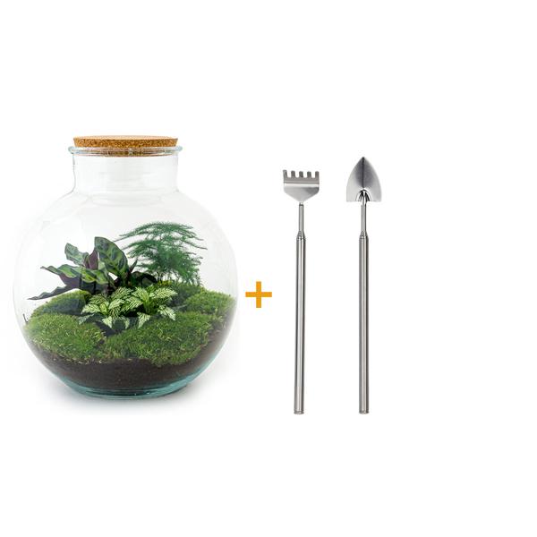 Flaschengarten H30cm Ø31cm Pflanzenterrarium Set Bolder Bob mit Calathea Fittonia Spargel + Profi Werkzeugset Rechen Schaufel - DIY Terrarium