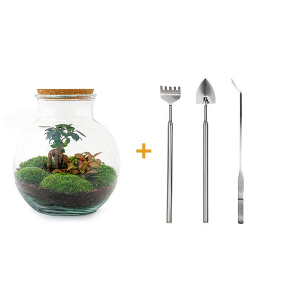 Flaschengarten H26,5cm Ø25cm Pflanzenterrarium Set Teddy Bonsai Premium mit Ficus Ginseng Fittonia + Profi Werkzeugset Rechen Schaufel Pinzette - DIY Terrarium