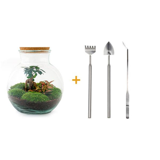 Flaschengarten H26,5cm Ø25cm Pflanzenterrarium Set Teddy Bonsai Premium mit Ficus Ginseng Fittonia + Profi Werkzeugset Rechen Schaufel Pinzette - DIY Terrarium