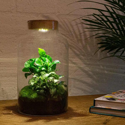 Flaschengarten H31cm Ø17cm LED Pflanzenterrarium Set Milky Coffea mit Kaffeepflanze Fittonia + Profi Werkzeugset Rechen Schaufel Pinzette Schere - DIY Terrarium