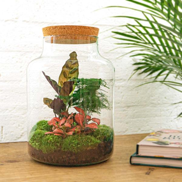 Flaschengarten H30cm Ø21cm Pflanzenterrarium Set Milky mit Calathea Fittonia Spargel + Werkzeugset Rechen Schaufel - DIY Terrarium