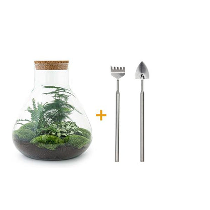 Flaschengarten H35cm Ø30cm Pflanzenterrarium Set Sam XL mit Spargel Fittonia Farn + Werkzeugset Rechen Schaufel - DIY Terrarium