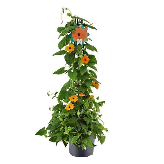 Thunbergia 17 Cm Piramide Oranje - Ø17cm - ↕70cm - grüne-wurzel