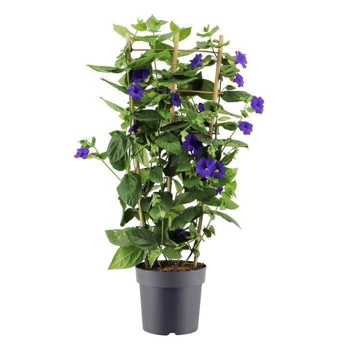 Thunbergia Battiscombei Rek P24 - Ø24cm - ↕100cm - grüne-wurzel