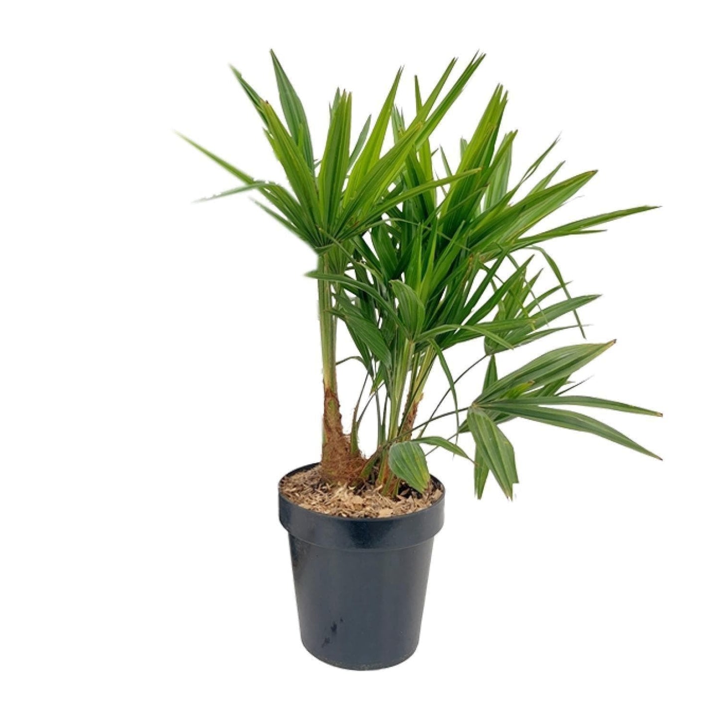 Trachycarpus Fortunei in klassischem Topf – Ø21 cm, Höhe 70 cm - grüne-wurzel