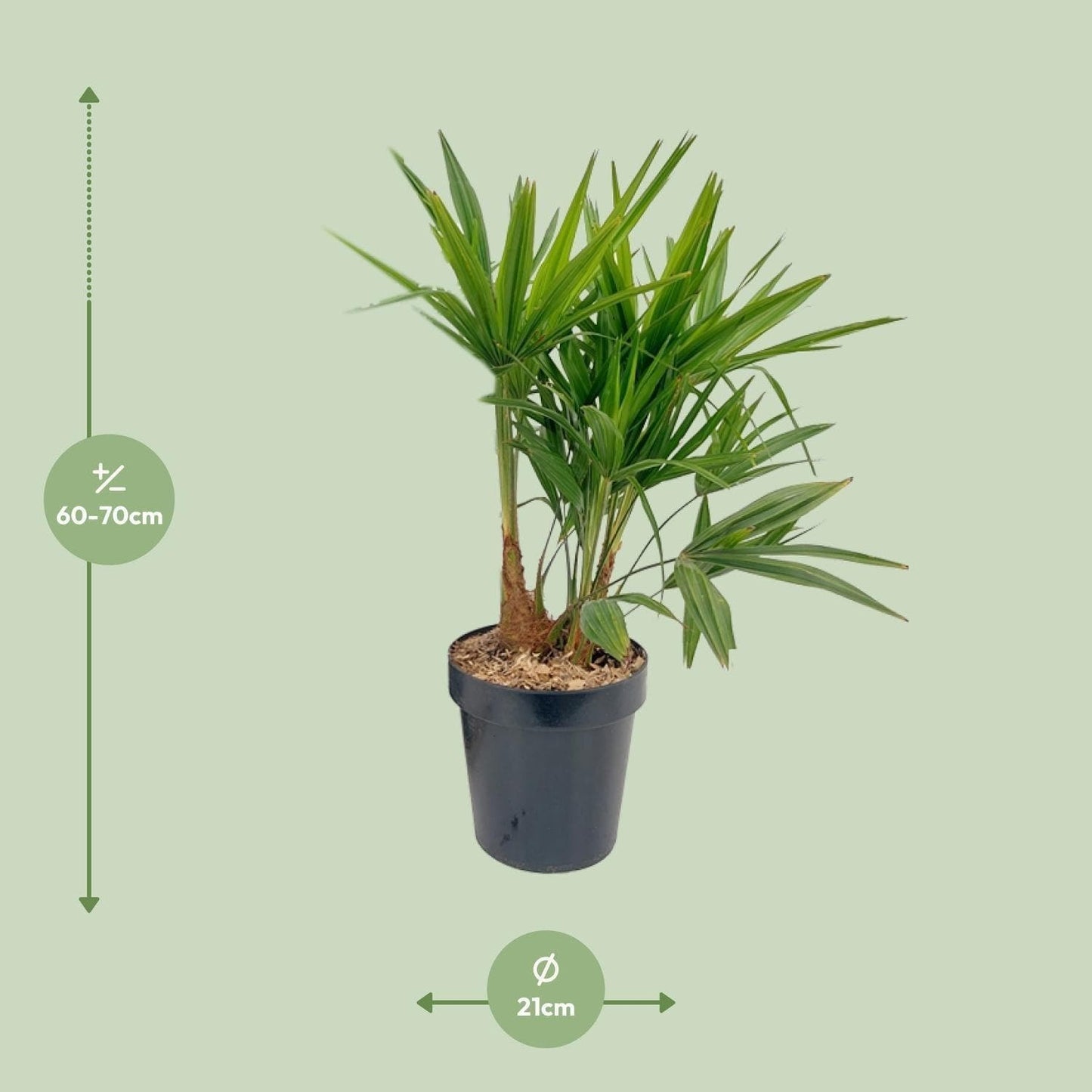 Trachycarpus Fortunei in klassischem Topf – Ø21 cm, Höhe 70 cm - grüne-wurzel