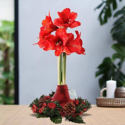 Amaryllis No Water Blumen Weihnachtskranz Blume - Pflegeleichte Blühende Weihnachts Zimmerpflanze in 3 Farben Gold Silber und Rot (Bordeaux)