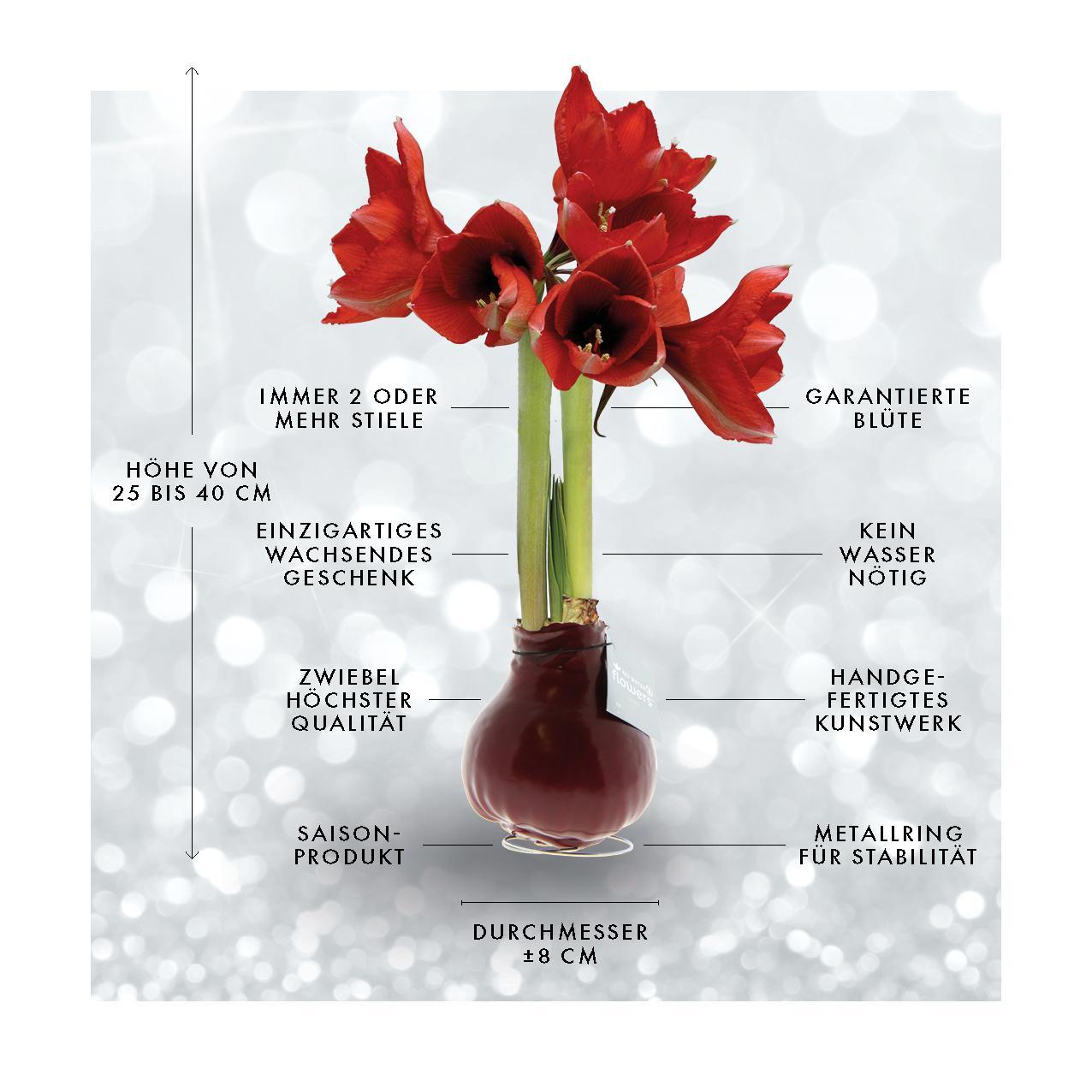 Amaryllis NoWater rote Blumen Winter Wonderland - Pflegeleichte Blühende Zimmerpflanze mit Weihnachtsdekoration Figuren in 3 Farben Rot Schwarz Weiß