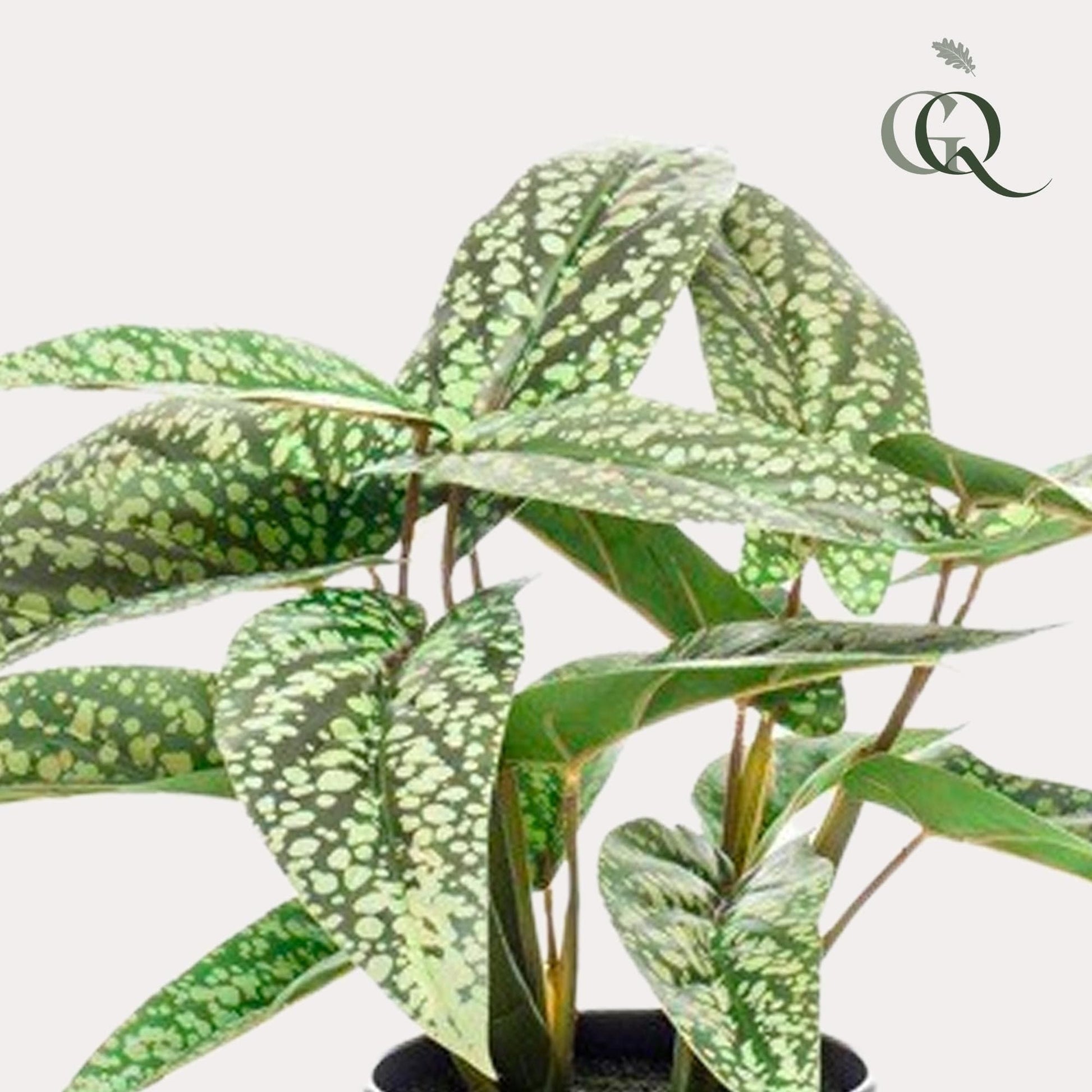 Kunstpflanze Calathea Dots - 38 cm - Zimmerpflanze - künstliche Pflanzen wie echt - grüne-wurzel