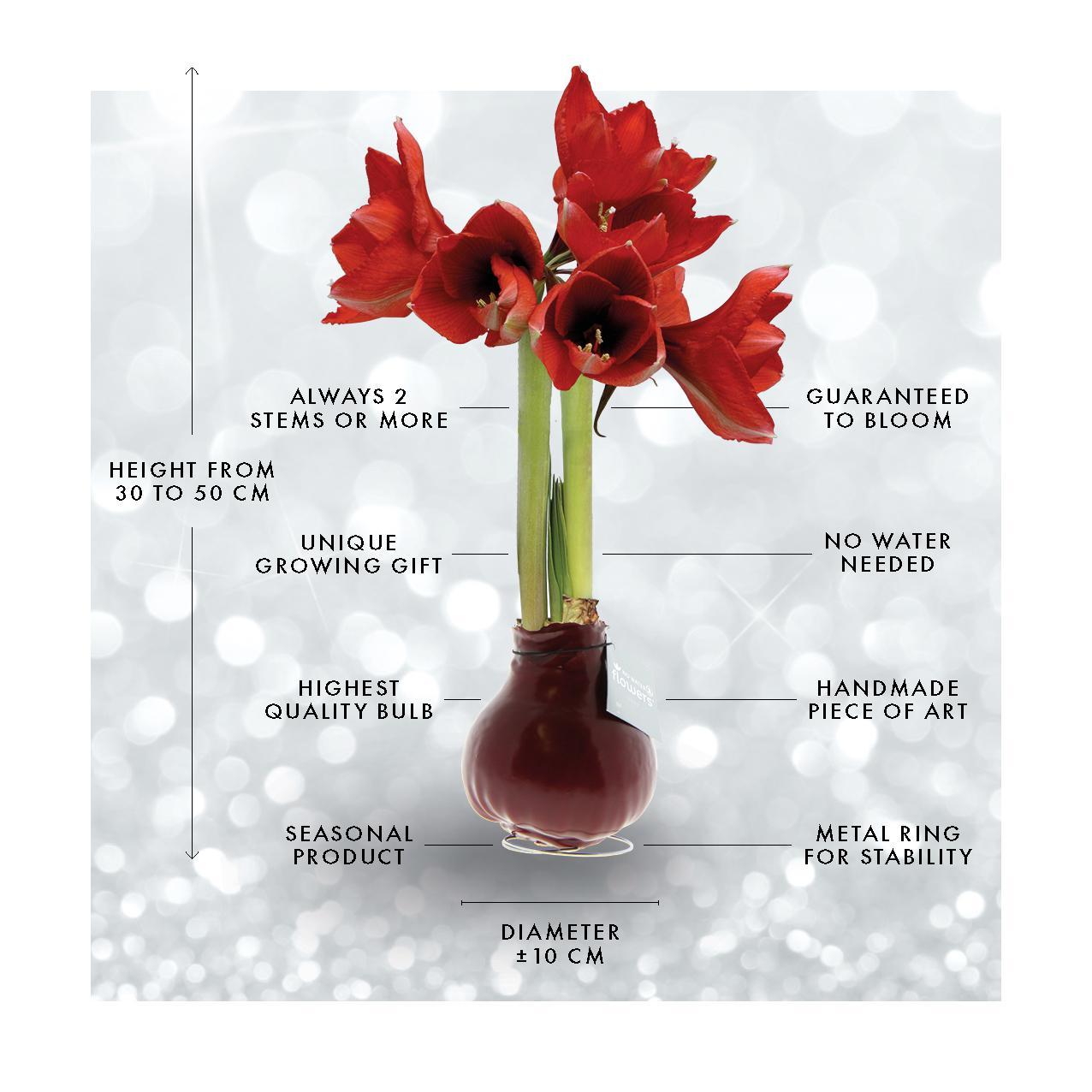 Amaryllis No Water Blumen Rot - Strick-Look - Pflegeleichte Blühende Zimmerpflanze in 3 Farben Grün Bordeaux Schwarz