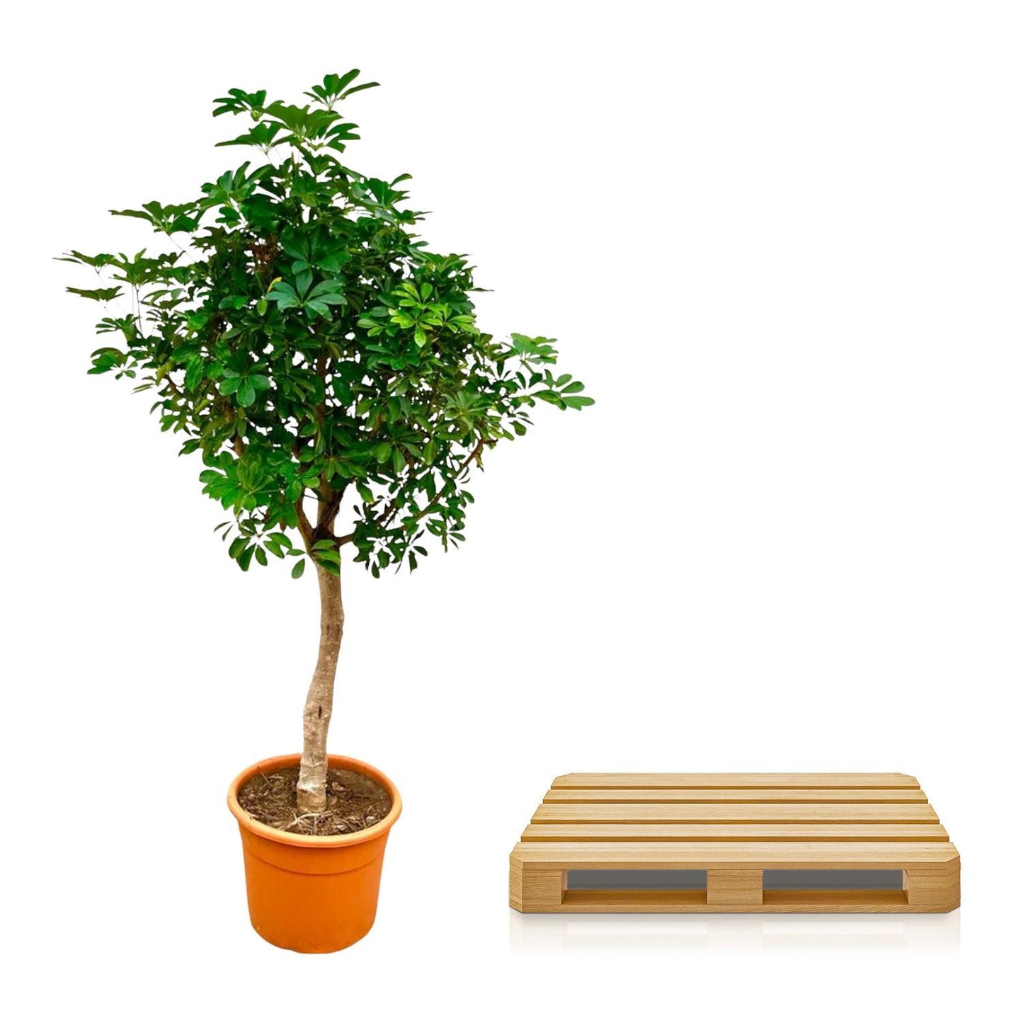 Schefflera auf Stamm – 225 cm ø45 – Zimmerpflanze – XXL Zimmerpflanzen – Strahlenaralie