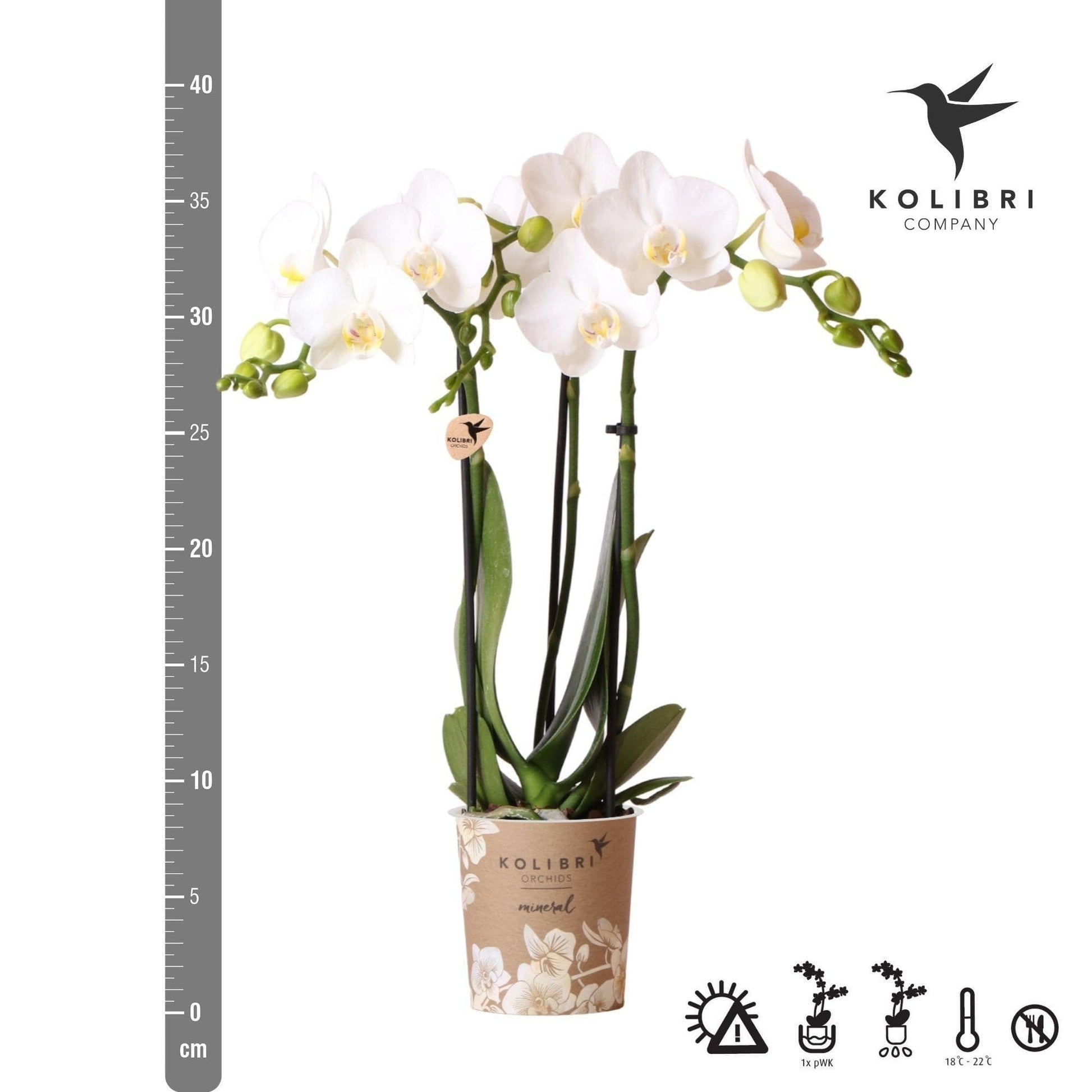 Kolibri Orchids | Weiße Phalaenopsis Orchidee - Amabilis - Orchidaceae - Schmetterlingsorchidee - Topfgröße Ø9cm | blühende Zimmerpflanze - frisch vom Züchter - grüne-wurzel