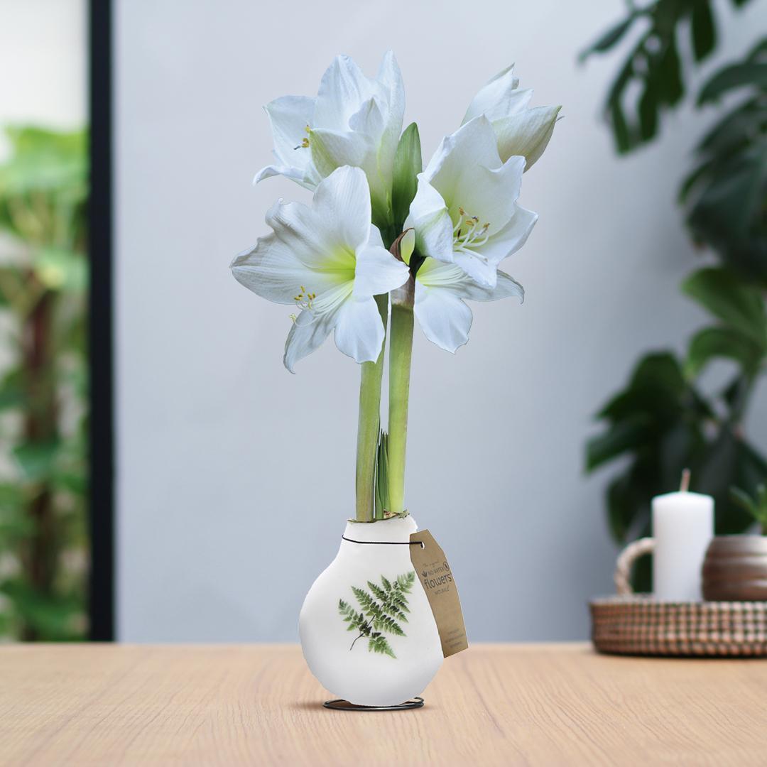 Amaryllis No Water weiße Blumen mit Botanik Pflanzen Design - Pflegeleichte Zimmerpflanze in 3 Motiven - Monstera Farn Palme Motiv Weiß