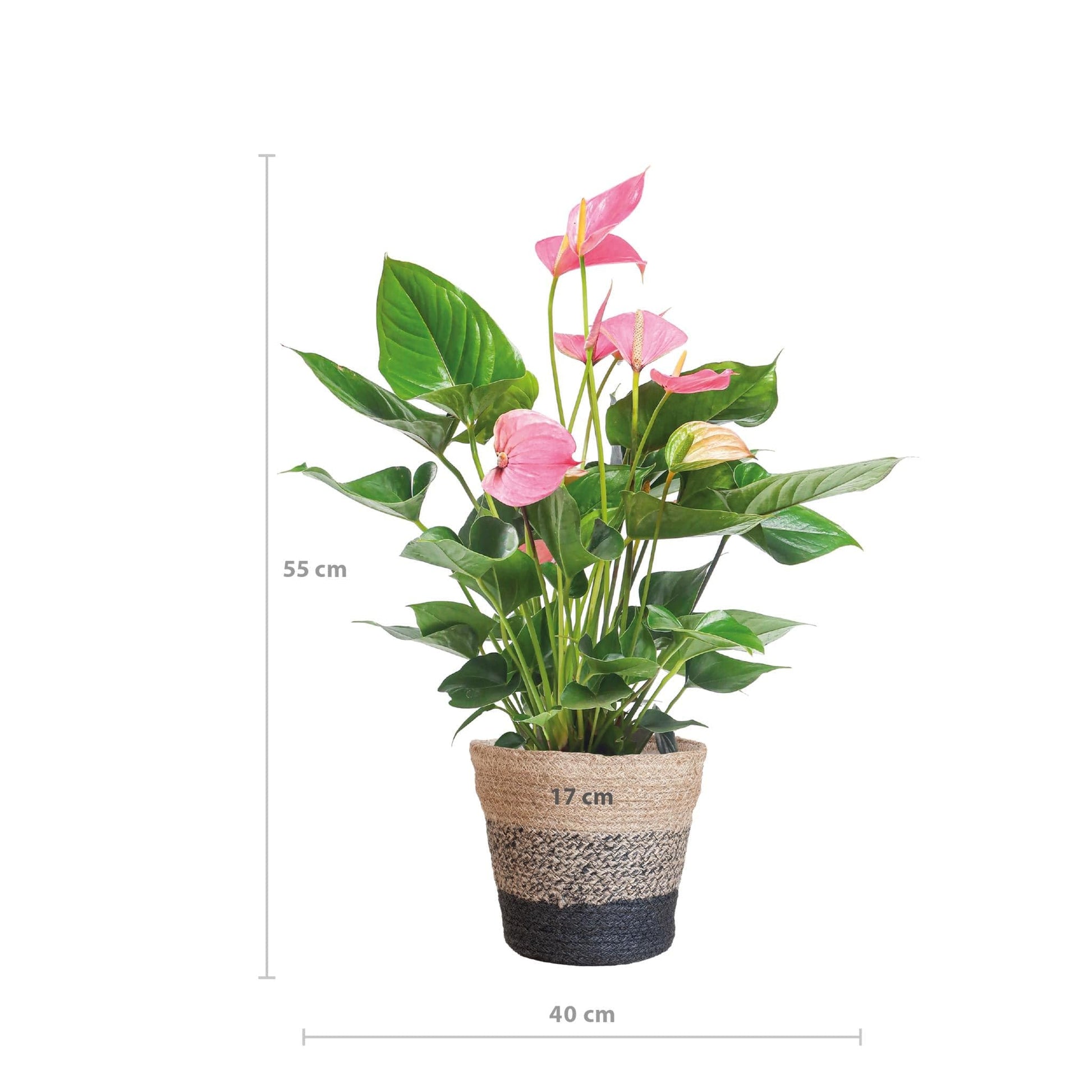 Anthurium Pink Explosion mit Lissabon-Korb schwarz - 55cm - Ø17 - grüne-wurzel