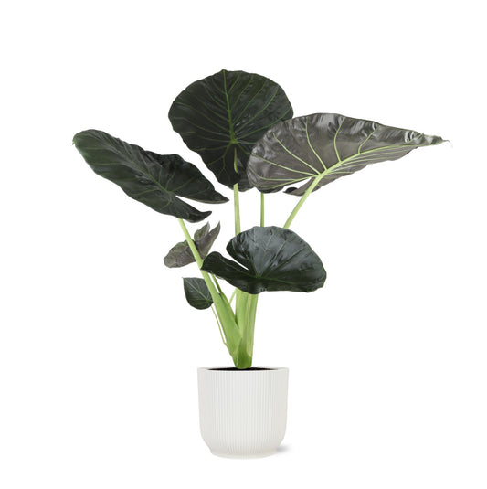 Alocasia Regal Shield mit Topf - Alocasia - Zimmerpflanze - Ø21cm, ↕100cm - Schildblatt - grüne-wurzel