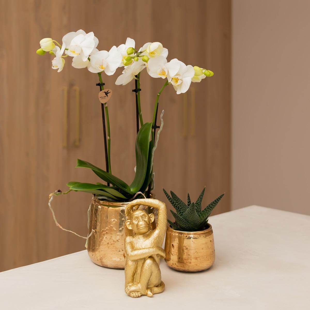 Kolibri Orchideen weiße Phalaenopsis Orchidee Amabilis + Luxus Ziertopf gold Topfgröße Ø9cm 40cm hoch blühende Zimmerpflanze im Blumentopf frisch vom Züchter - grüne-wurzel