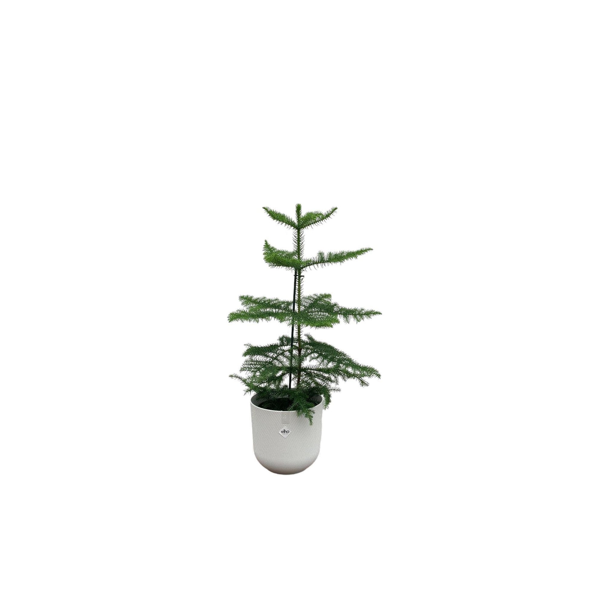 Combi deal - Araucaria (kamerden) inclusief elho Jazz Round Wit Ø19 - 60 cm - grüne-wurzel