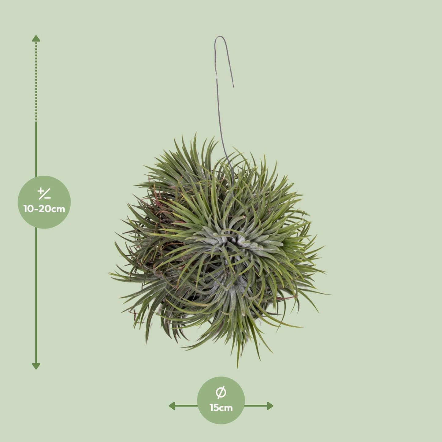 Tillandsia Ionantha Abdita - Ø15cm - Höhe 20cm - Zimmerpflanze - Luftpflanze - grüne-wurzel