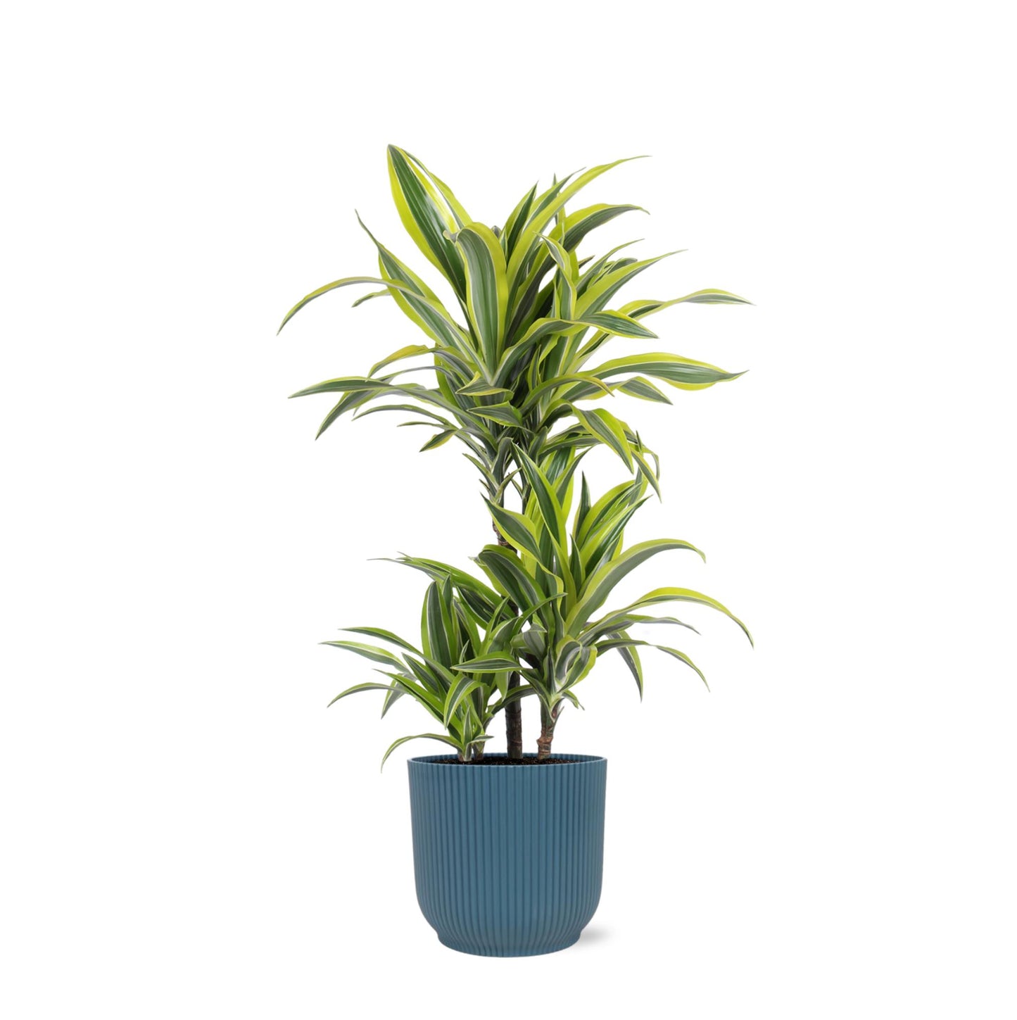 Dracaena Lemon Lime mit Topf - Zimmerpflanze - Ø21cm, ↕65cm - Drachenbaum - grüne-wurzel