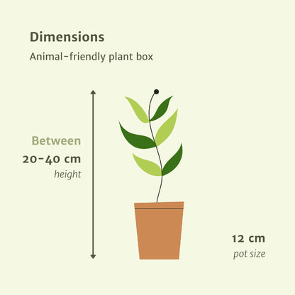 Tierfreundliche Zimmerpflanzenset aus 4 Pflanzen - Verschiedene Gattungen - Ø12cm ↕20-40cm - Grüne Zimmerpflanzen - grüne-wurzel