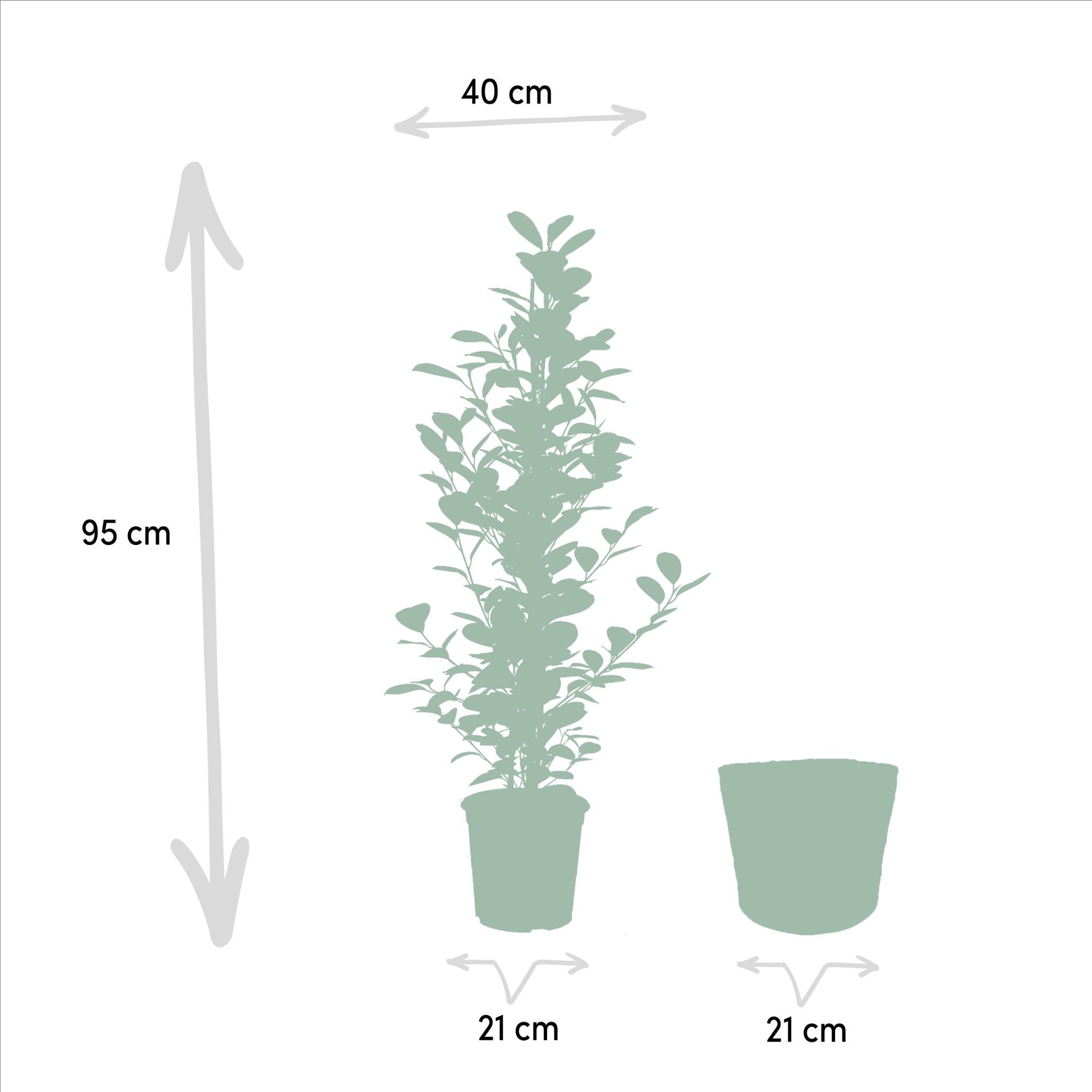 Ficus microcarpa Moclame - Ø21cm - ↕95cm + Korb Igmar - grüne-wurzel