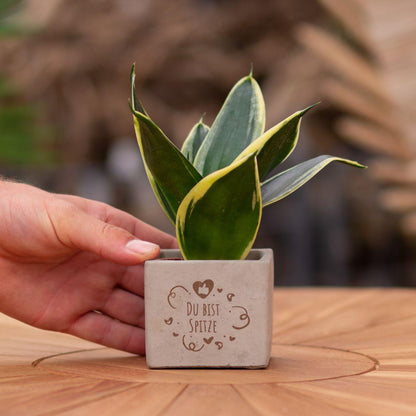 Sansevieria Bogenhanf "Du bist Spitze" - Pflegeleichte Zimmerpflanze im Congreetz® Plantpot - Grünes Motivationsgeschenk