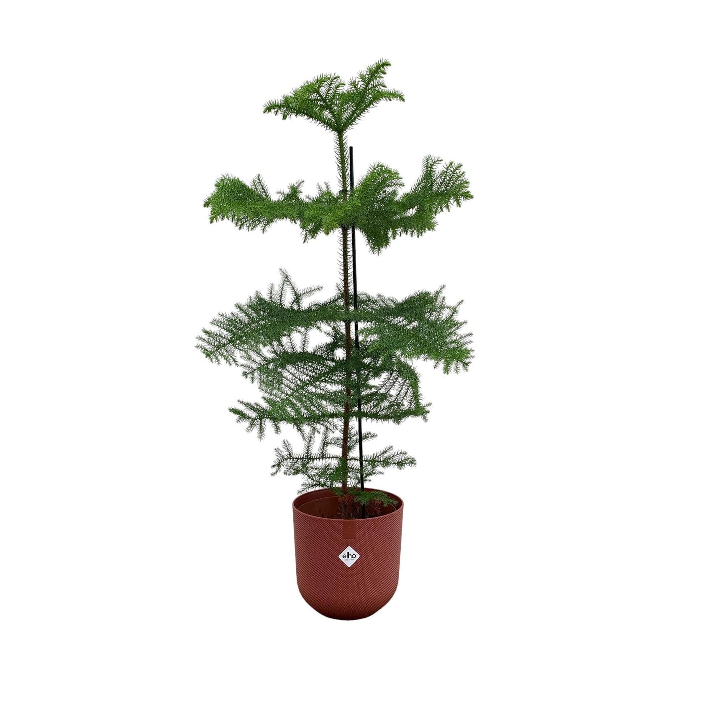 Araucaria mit Topf in verschiedenen Farben - Zimmerkiefer - 100 cm Ø23 - Zimmertanne - Araucaria heterophylla - Immergrüne Zimmerpflanze