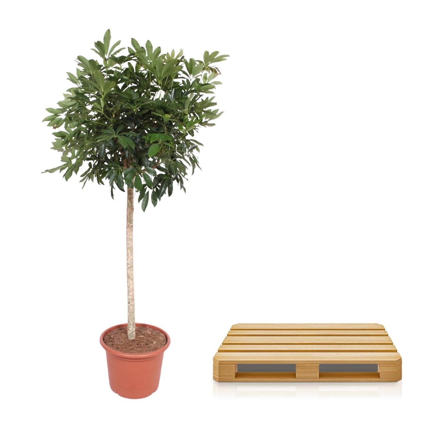 Schefflera Arboricola Compacta Baum – 190 cm ø45 – Zimmerpflanze groß – Zwergschirmbaum – Große Zimmerpflanze