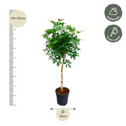 Schefflera auf Stamm – 180 cm ø34 – Zimmerpflanzen – Zimmerpflanze groß – Strahlenaralie