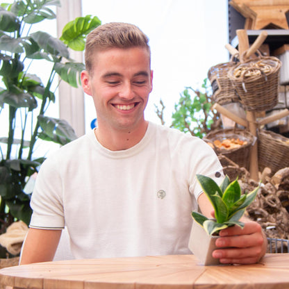 Sansevieria Bogenhanf "Thank You" - Pflegeleichte Zimmerpflanze im Congreetz® Plantpot - Grünes Dankeschön-Geschenk