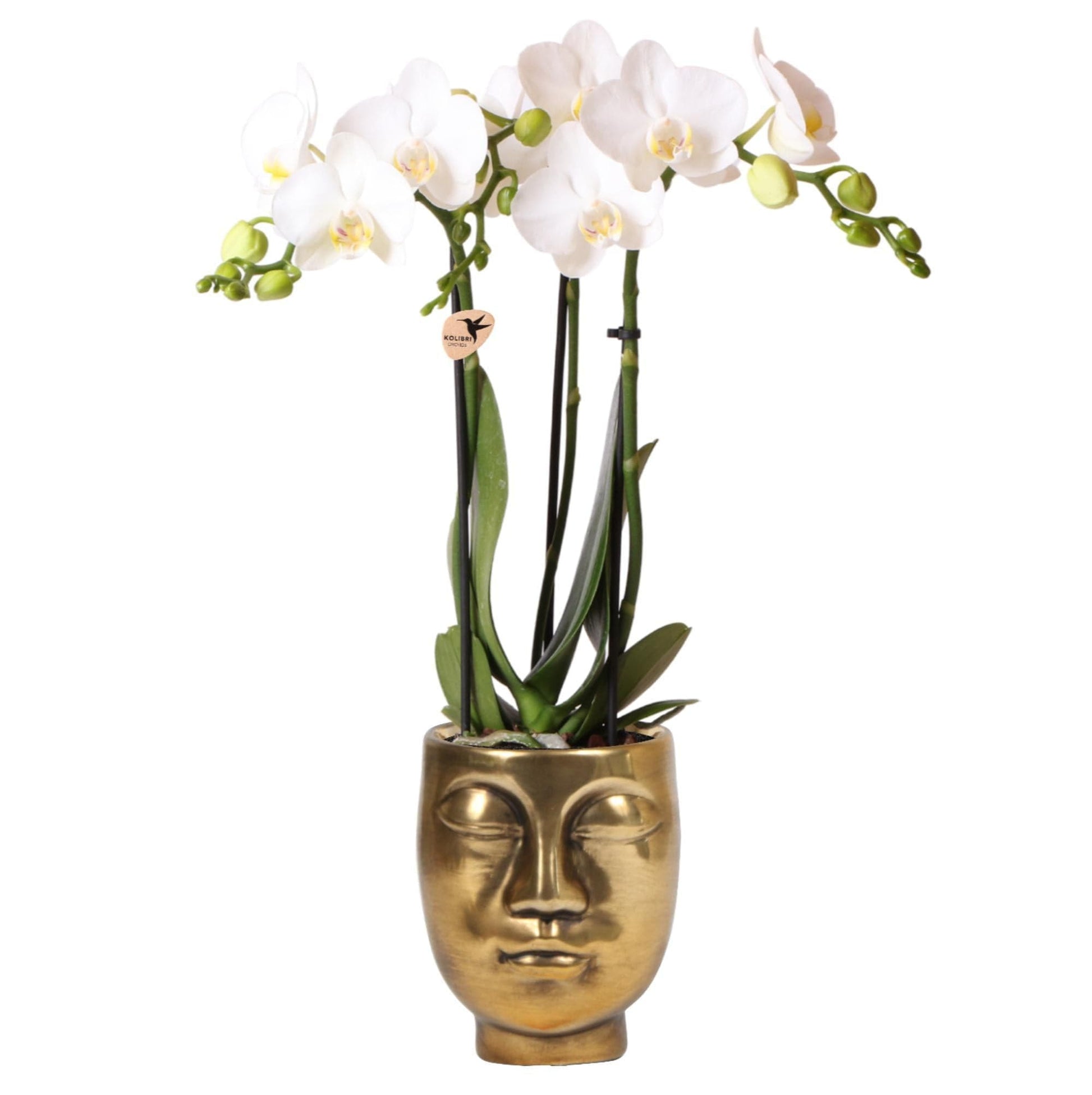 Kolibri Orchideen | Weiße Phalaenopsis Schmetterlingsorchidee Orchidaceae - Amabilis + Face-2-Face Ziertopf Gold - Topfgröße Ø9 cm - 40 cm hoch | Blühende Zimmerpflanze im Blumentopf - Frisch vom Züchter - grüne-wurzel