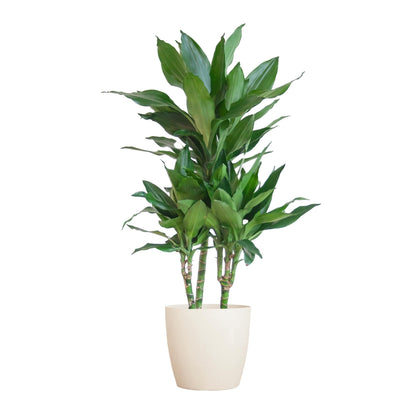 Dracaena Janet Lind mit Topf oder Korb  – 95cm Ø21 – Drachenbaum – Zimmerpflanze groß